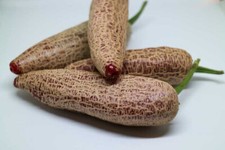 Samen chili jalapeno usato  Verrayes