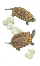 Vintage terrapin print for sale  DERBY