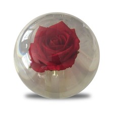 Clear red rose for sale  USA
