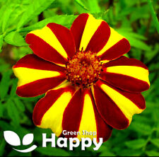 French marigold dandy for sale  DONCASTER