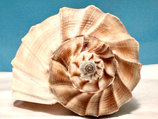 Beautiful lightning whelk for sale  Seattle