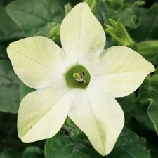 Nicotiana saratoga white for sale  BECCLES