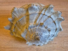 Large fake conch for sale  GERRARDS CROSS