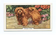 Lhasa apso gallaher for sale  COLEFORD