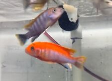 Live fish swedish for sale  North Smithfield