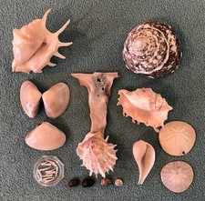 Collection seashells white for sale  La Mesa