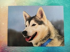 husky schlitten gebraucht kaufen husky schlitten gebraucht kaufen Borna
