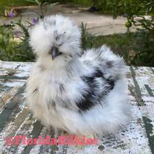 bantam eggs for sale  Jacksonville