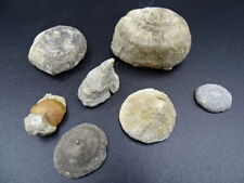 Lot fossil solitary d'occasion  Expédié en Belgium