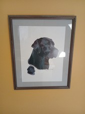 Labrador retriever black for sale  Charlton