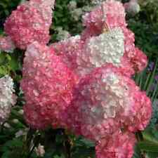 Hydrangea pink diamond for sale  BALLYMENA