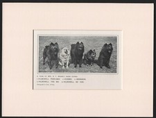 CHOW CHOW CHOW NAME DOGS ANTIGA IMPRESSÃO DE CACHORRO 1912 PRONTA PARA MONTAGEM comprar usado CHOW CHOW CHOW NAME DOGS ANTIGA IMPRESSÃO DE CACHORRO 1912 PRONTA PARA MONTAGEM comprar usado  Enviando para Brazil
