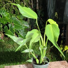 Monstera burle marx for sale  Hollywood