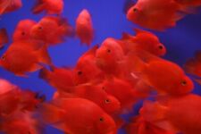 blood parrot aquarium fish for sale  Garden Grove