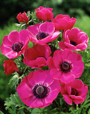 flower anemone for sale  Benton Harbor