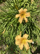 day lillies for sale  Cazenovia