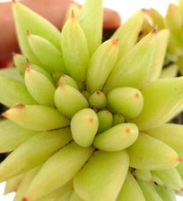 Echeveria agavoides crested usato  Italia