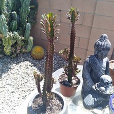 Red rubra african for sale  Van Nuys