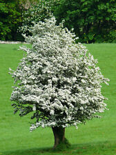 Hawthorn seeds hedging for sale  STRABANE