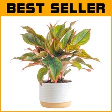 Stunning inch aglaonema for sale  Mountain View