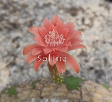 echinocereus usato echinocereus usato Trivignano Udinese