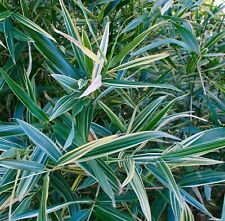 100 shiroshima variegated for sale  Ravensdale