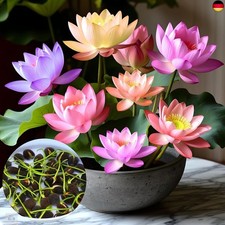 Lotusblume samen lotus gebraucht kaufen  Deutschland