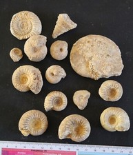 Ammonites bajocien normandie d'occasion  Moyon