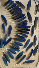 Blue gold macaw for sale  Bremen