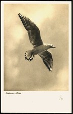 Bodensee möwe 1940 gebraucht kaufen Bodensee möwe 1940 gebraucht kaufen  Deutschland