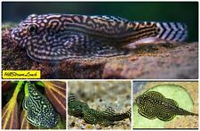 Pack striped butterfly for sale  Richmond