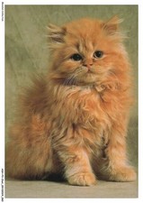 Ashp3 0168 chat d'occasion  France