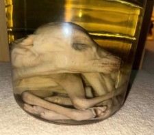 Wet specimen fallow for sale  ALDERSHOT