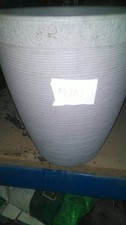 White large plant for sale  SALFORD