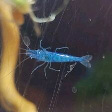 Blue diamond shrimp for sale  MEXBOROUGH