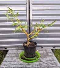 Stunning 50cm bonsai for sale  BRACKNELL