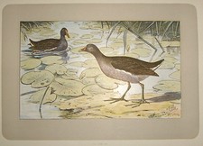 1907 quaglia ornitologia usato  Perugia