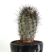 Copiapoa griseoviolacea 18zc usato  Napoli