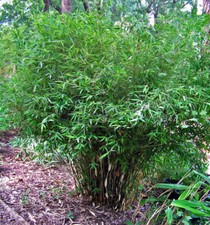 Hardy clumping bamboo for sale  Medford