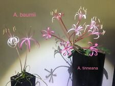 Ammocharis (tinneana x baumii) lâmpada xérica em miniatura FRAGRANTE amaryllis suculenta comprar usado  Enviando para Brazil