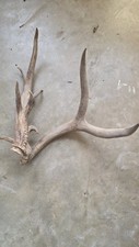 real antler base for sale real antler base for sale Laredo