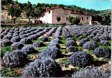 Provence champs lavande d'occasion  France