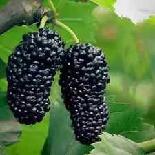 Gelso black round usato  Monreale