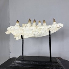 Authentic mosasaur jaw d'occasion  Expédié en Belgium