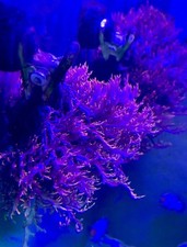 Bushy live dragon for sale  Yountville