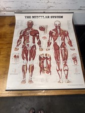Anatomical chart company for sale  Seminole