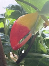 Parrot plant congo for sale  LLANELLI