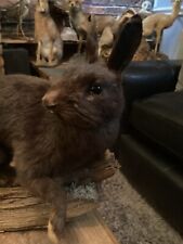 Superb large rabbit for sale  ALTRINCHAM