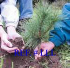 Eastern white pine for sale  Blairsville