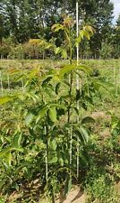 English grown grafted for sale  WISBECH